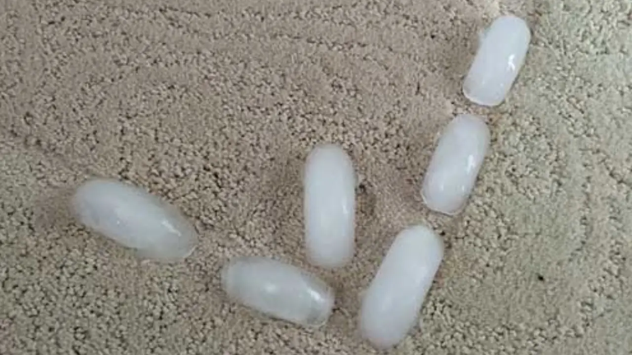 از بین بردن جای مبل روی فرش و موکت با یخ